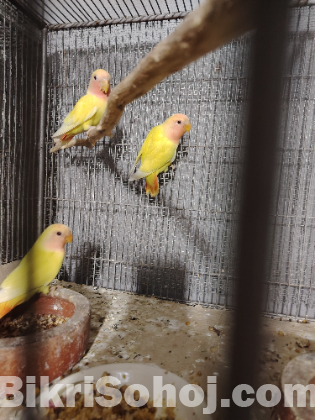 Love bird pakhi